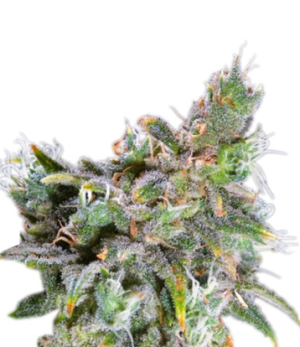 1743690875085.png 1743690875085.png