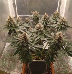 71 дн з.jpg 71 дн з.jpg