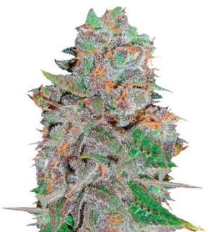 1744127783473.png 1744127783473.png