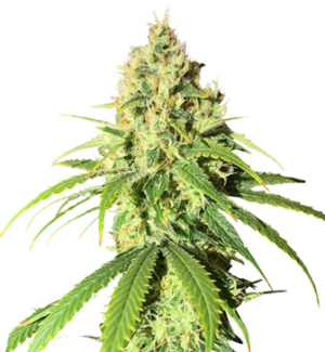 1744268565979.png 1744268565979.png