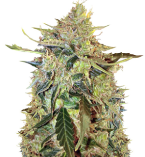 1744268574404.png 1744268574404.png