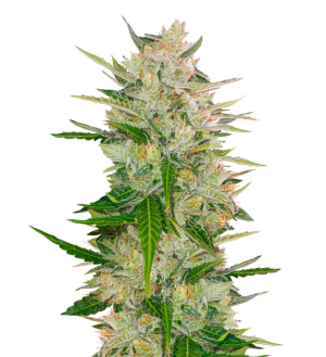 1744453803306.png 1744453803306.png