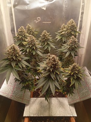 84 дн п.jpg 84 дн п.jpg