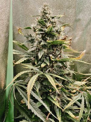 IMG_20250414_202526.jpg IMG_20250414_202526.jpg