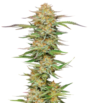 1744812423049.png 1744812423049.png