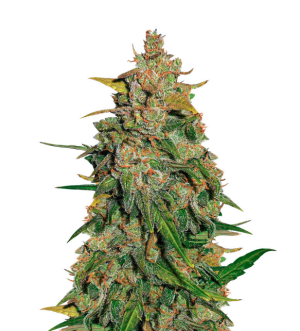 1744812443982.png 1744812443982.png