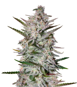 1744812461553.png 1744812461553.png