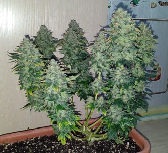 91 финиш.jpg 91 финиш.jpg