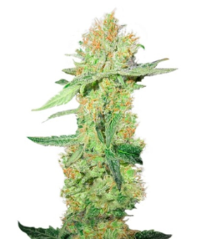 1745425949754.png 1745425949754.png