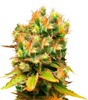 1745425955519.png 1745425955519.png