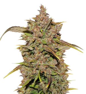 1745425961270.png 1745425961270.png