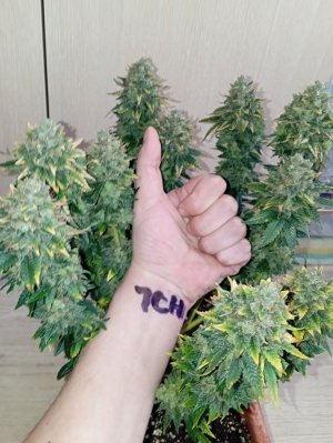 93 дн харв (5).jpg 93 дн харв (5).jpg