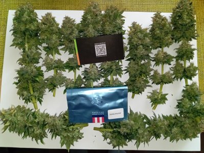 93 дн харв (2).jpg 93 дн харв (2).jpg