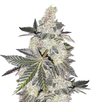 1745868027076.png 1745868027076.png