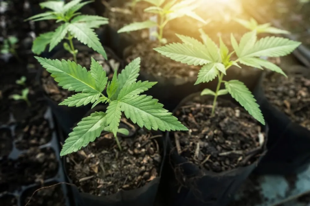 1746794630986.png 1746794630986.png