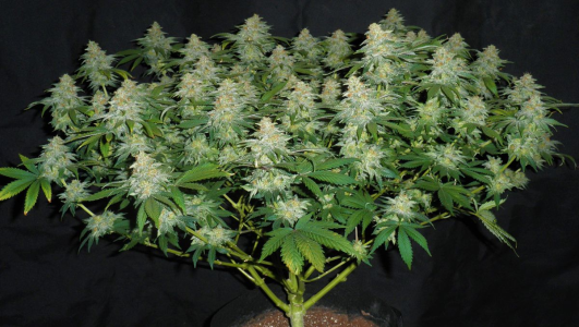 1746794745587.png 1746794745587.png