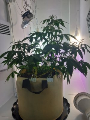 20220406_200300.jpg 20220406_200300.jpg