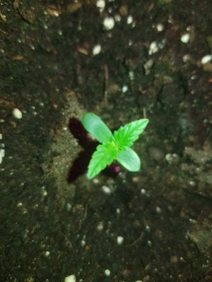 IMG-20220407-WA0005.jpg IMG-20220407-WA0005.jpg