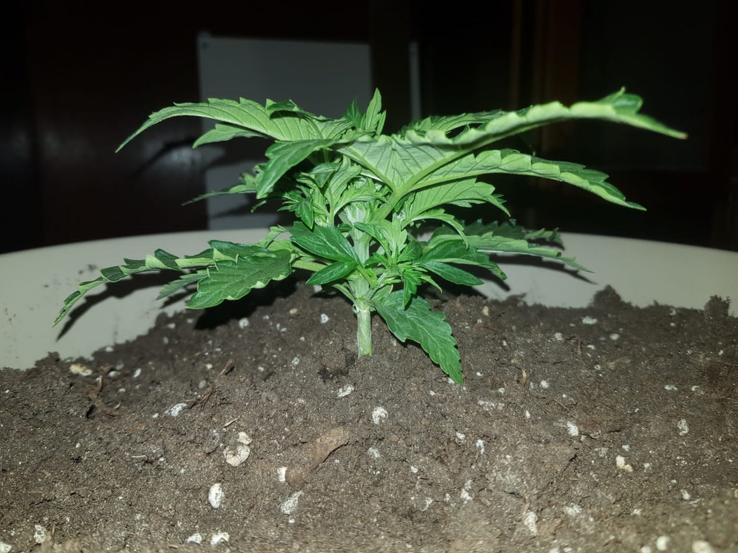 IMG-20220407-WA0009.jpg IMG-20220407-WA0009.jpg