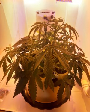 20220407_090042.jpg 20220407_090042.jpg