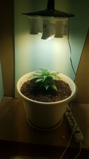 20220407_184720_optimized.jpg 20220407_184720_optimized.jpg