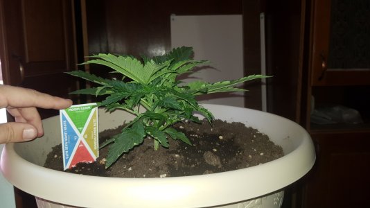 20220408_173800_optimized.jpg 20220408_173800_optimized.jpg