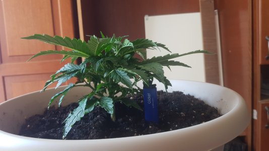 20220409_124603_optimized.jpg 20220409_124603_optimized.jpg