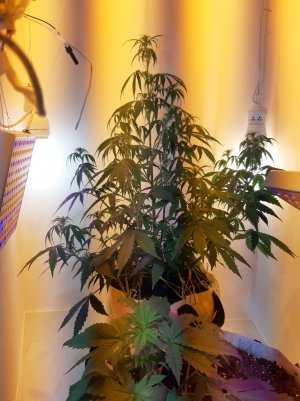 20220413_205154.jpg 20220413_205154.jpg