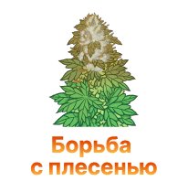 Plesen konopli – vyyavlenie, profilaktika i lechenie-100.jpg Plesen konopli – vyyavlenie, profilaktika i lechenie-100.jpg