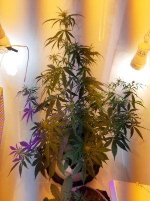 20220414_100717.jpg 20220414_100717.jpg