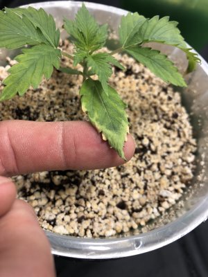 71E9E17F-7899-4BDE-8A32-7BF5CDB96DFA.jpeg 71E9E17F-7899-4BDE-8A32-7BF5CDB96DFA.jpeg