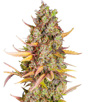 1747051781538.png 1747051781538.png