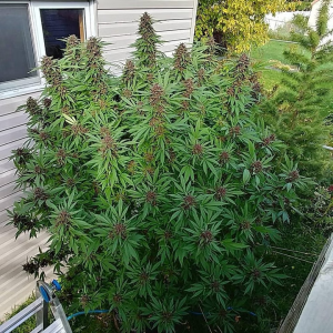 1747051866445.png 1747051866445.png