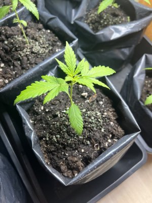 photo_2025-05-13_20-57-35.jpg photo_2025-05-13_20-57-35.jpg