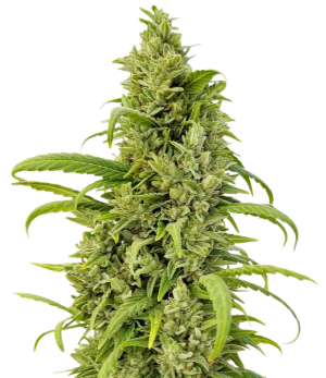 1748184956018.png 1748184956018.png