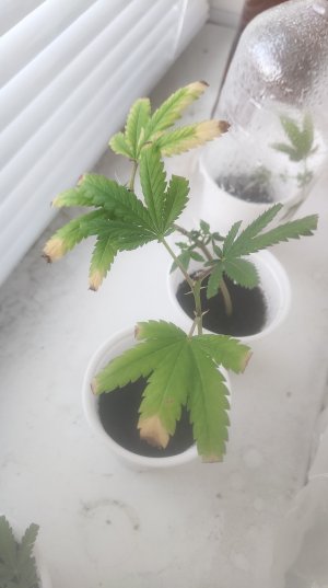 P50529-065531 (1).jpg