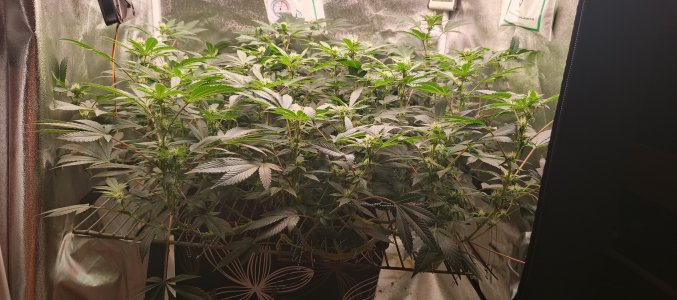 IMG_20250530_224704_126.jpg IMG_20250530_224704_126.jpg