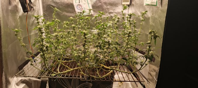 IMG_20250530_230759_283.jpg IMG_20250530_230759_283.jpg