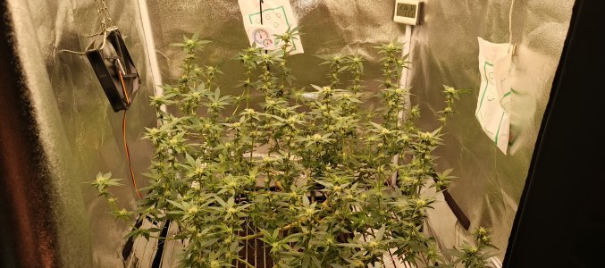 IMG_20250601_180513_740.jpg IMG_20250601_180513_740.jpg