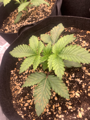 сильные пятна.png