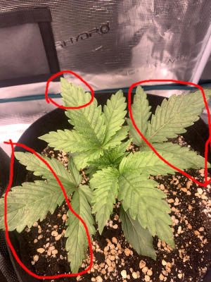 ещё пятна.png