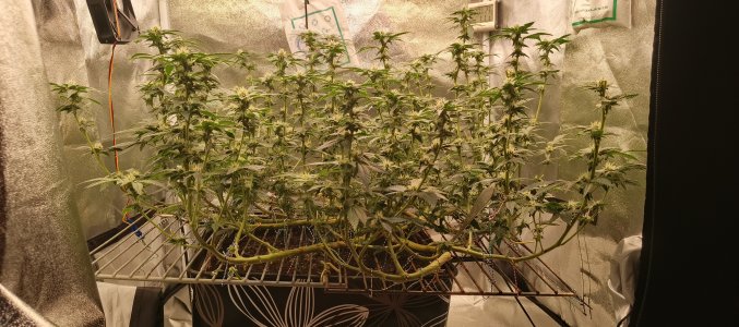 IMG_20250604_190138_932.jpg IMG_20250604_190138_932.jpg