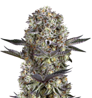 1749129337895.png 1749129337895.png