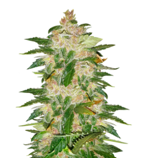 1749129559110.png 1749129559110.png