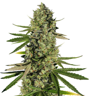 1749226909170.png 1749226909170.png