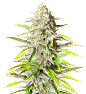 1749631325741.png 1749631325741.png