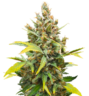 1749631641461.png 1749631641461.png