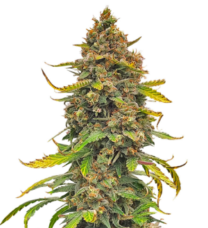 1749640083553.png 1749640083553.png