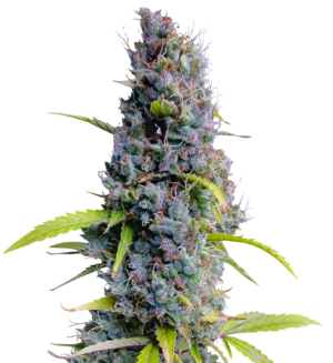 1749651064354.png 1749651064354.png