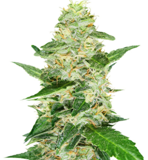 1749658556837.png 1749658556837.png